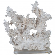 Large white coral sculpture 